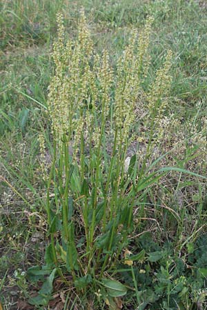 Rumex acetosa \ Groer Sauer-Ampfer, Wiesen-Sauer-Ampfer / Common Sorrel, D Sandhausen 23.4.2007