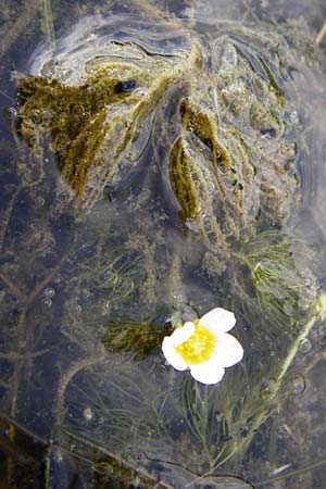 Ranunculus aquatilis \ Gewhnlicher Wasser-Hahnenfu / Common Water Crowfoot, White Water Crowfoot, D Dieburg 22.5.2015