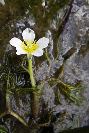 Ranunculus aquatilis \ Gewhnlicher Wasser-Hahnenfu / Common Water Crowfoot, White Water Crowfoot, D Dieburg 22.5.2015