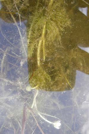 Ranunculus aquatilis \ Gewhnlicher Wasser-Hahnenfu / Common Water Crowfoot, White Water Crowfoot, D Dieburg 22.5.2015