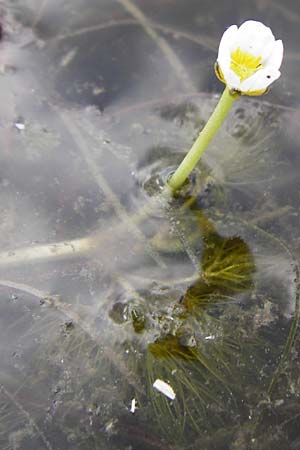 Ranunculus aquatilis \ Gewhnlicher Wasser-Hahnenfu / Common Water Crowfoot, White Water Crowfoot, D Dieburg 22.5.2015