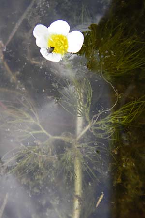 Ranunculus aquatilis ? \ Gewöhnlicher Wasser-Hahnenfuß / Common Water Crowfoot, White Water Crowfoot, D Dieburg 22.5.2015