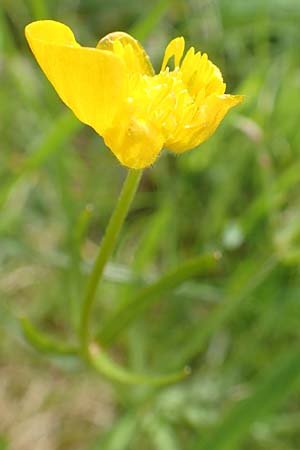 Ranunculus auricomus specL ? / Goldilocks, D Odenwald, Nieder-Beerbach 22.4.2016