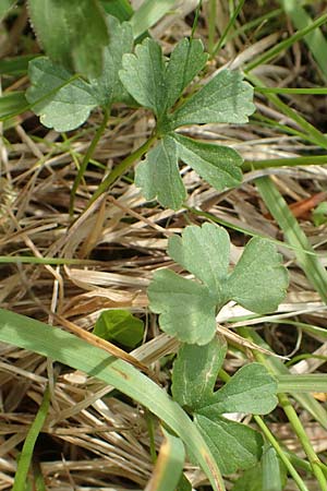 Ranunculus auricomus specL ? / Goldilocks, D Odenwald, Nieder-Beerbach 22.4.2016