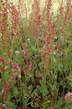 Rumex acetosella \ Kleiner Sauer-Ampfer / Sheep's Sorrel, D Großwallstadt am Main 28.4.2016