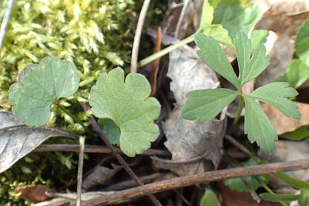 Ranunculus auricomus specM ? \ Gold-Hahnenfu, D Frankfurt-Rödelheim 25.3.2017