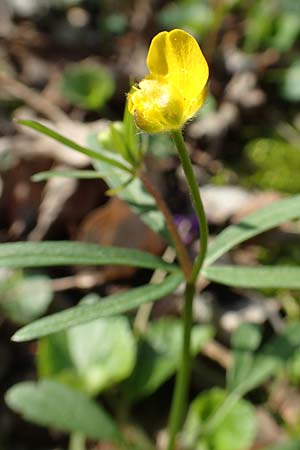 Ranunculus auricomus specM ? \ Gold-Hahnenfu, D Frankfurt-Rödelheim 25.3.2017