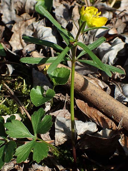 Ranunculus auricomus specM ? \ Gold-Hahnenfu, D Frankfurt-Rödelheim 25.3.2017