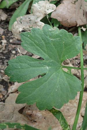 Ranunculus arundo \ Angelruten-Gold-Hahnenfu / Fishing-Rod Goldilocks, D Wachtberg-Berkum 23.4.2017