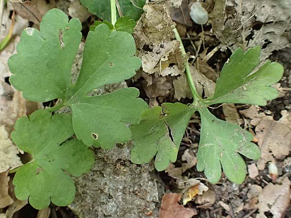 Ranunculus arundo \ Angelruten-Gold-Hahnenfu, D Wachtberg-Berkum 23.4.2017