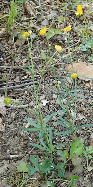 Ranunculus arundo \ Angelruten-Gold-Hahnenfu / Fishing-Rod Goldilocks, D Nettersheim-Holzmülheim 23.4.2017