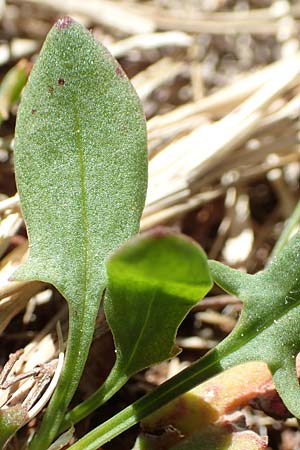 Rumex acetosella / Sheep's Sorrel, D Black-Forest, Belchen 27.5.2017