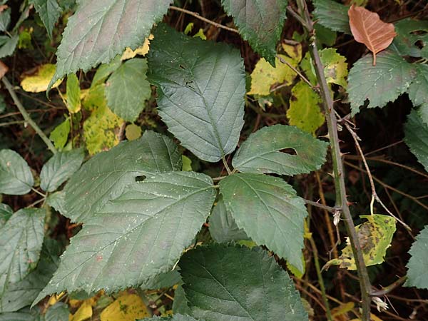 Rubus amiantinus / Asbestos-Gleaming Bramble, D Heidelberg 13.10.2017