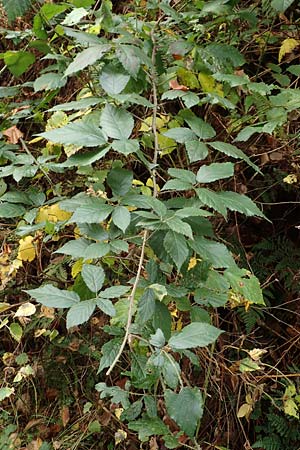 Rubus amiantinus \ Asbestschimmernde Brombeere / Asbestos-Gleaming Bramble, D Heidelberg 13.10.2017
