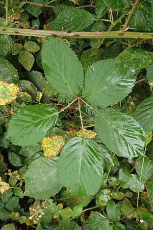 Rubus armeniacus \ Garten-Brombeere, Armenische Brombeere / Armenian Blackberry, Himalayan Blackberry, D Odenwald, Mörlenbach 5.7.2018