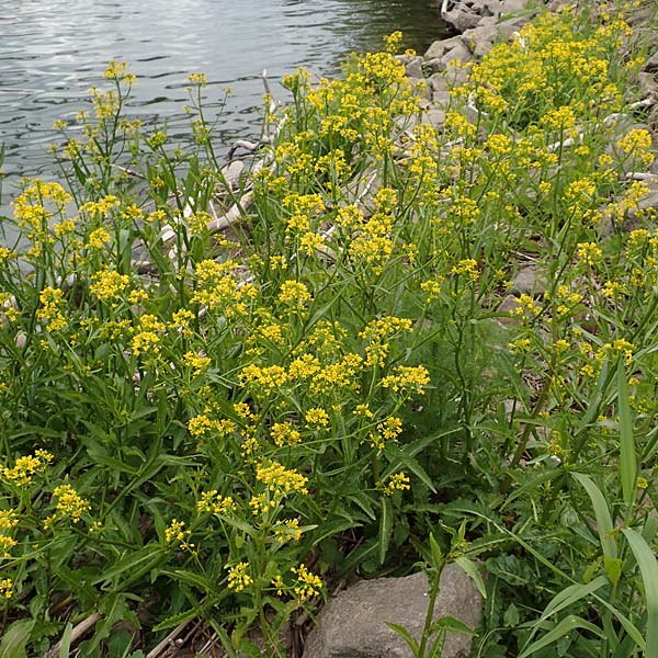 Rorippa amphibia \ Wasser-Kresse / Great Yellow-Cress, D Mannheim 5.5.2019