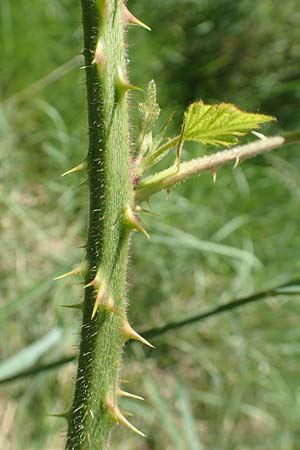 Rubus adornatus \ Schmuck-Brombeere, Geschmckte Brombeere / Adorned Bramble, D Wolfhagen 15.6.2019