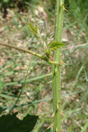 Rubus adornatus \ Schmuck-Brombeere, Geschmückte Brombeere, D Wolfhagen 15.6.2019