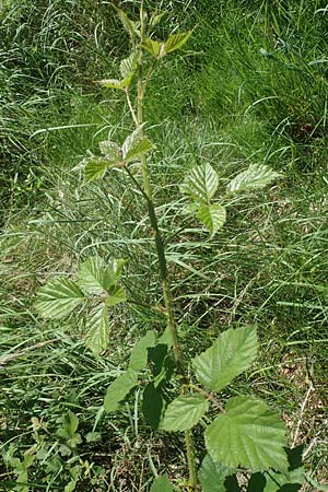 Rubus adornatus \ Schmuck-Brombeere, Geschmückte Brombeere, D Wolfhagen 15.6.2019
