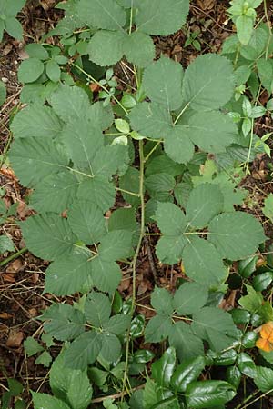 Rubus armeniacus \ Garten-Brombeere, Armenische Brombeere / Armenian Blackberry, Himalayan Blackberry, D Karlsruhe 14.8.2019