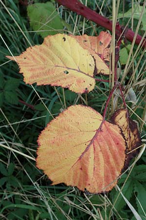 Rubus armeniacus \ Garten-Brombeere, Armenische Brombeere, D Grünstadt-Asselheim 9.9.2019