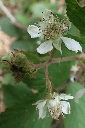 Rubus apricus \ Besonnte Brombeere / Sunny Bramble, D Spessart, Mernes 20.6.2020