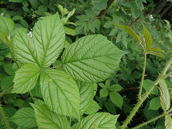 Rubus apricus \ Besonnte Brombeere, D Spessart, Mernes 20.6.2020