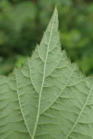 Rubus apricus \ Besonnte Brombeere / Sunny Bramble, D Spessart, Mernes 20.6.2020