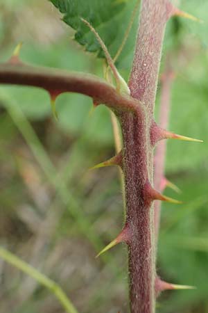 Rubus albiflorus \ Weißblütige Brombeere, D Langenprozelten 21.6.2020
