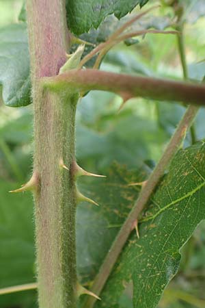 Rubus albiflorus \ Weibltige Brombeere / White-Flowered Bramble, D Langenprozelten 21.6.2020