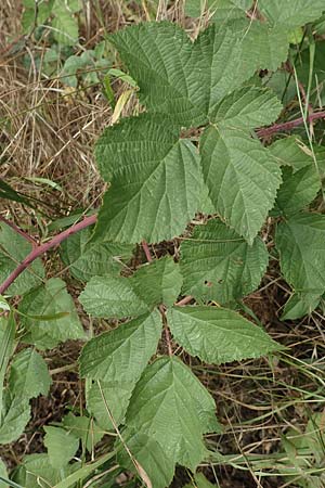 Rubus appropinquatus \ Angenherte Haselblatt-Brombeere, D Vaihingen-Ensingen 24.7.2020