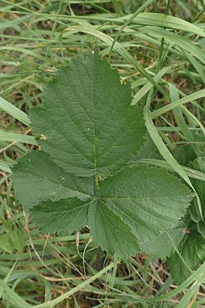 Rubus appropinquatus \ Angenäherte Haselblatt-Brombeere, D Vaihingen-Ensingen 24.7.2020