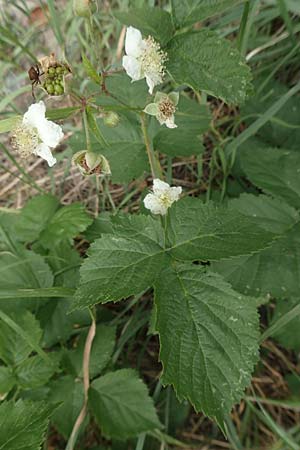 Rubus appropinquatus \ Angenäherte Haselblatt-Brombeere, D Vaihingen-Ensingen 24.7.2020