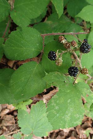 Rubus adornatoides \ Falsche Schmuck-Brombeere, Schmuckartige Brombeere, D Herne 28.7.2020