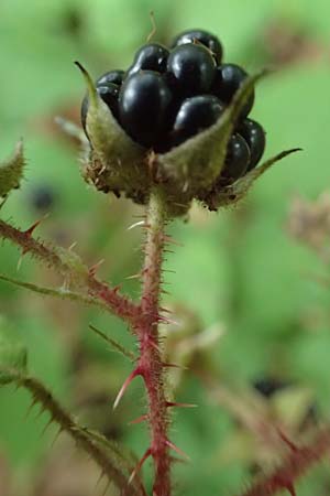 Rubus adornatoides \ Falsche Schmuck-Brombeere, Schmuckartige Brombeere / False Adorned Bramble, D Herne 28.7.2020