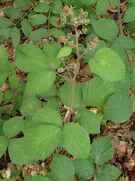Rubus adornatoides \ Falsche Schmuck-Brombeere, Schmuckartige Brombeere, D Herne 28.7.2020