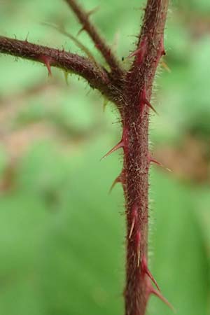 Rubus adornatoides \ Falsche Schmuck-Brombeere, Schmuckartige Brombeere, D Herne 28.7.2020