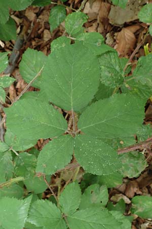 Rubus adornatoides \ Falsche Schmuck-Brombeere, Schmuckartige Brombeere, D Herne 28.7.2020