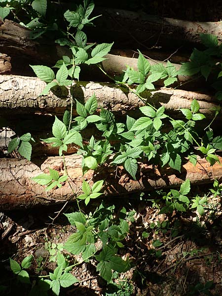 Rubus ambulans \ Wandernde Brombeere / Walking Bramble, D Petersberg-Marbach 30.7.2020