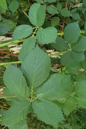 Rubus austroslovacus \ Sdslowakische Brombeere / Southern Slovakian Bramble, D Odenwald, Fürth-Erlenbach 27.8.2020