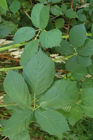 Rubus austroslovacus \ Sdslowakische Brombeere, D Odenwald, Fürth-Erlenbach 27.8.2020