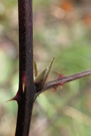 Rubus arduennensis \ Ardennen-Brombeere / Ardennes Bramble, D Bürstadt 25.10.2020