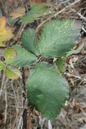 Rubus arduennensis \ Ardennen-Brombeere, D Bürstadt 25.10.2020