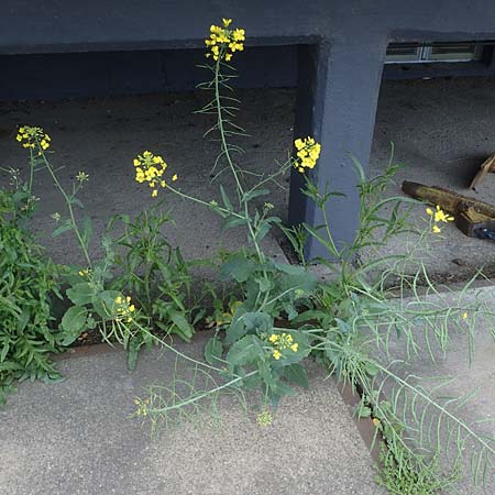 Brassica napus \ Raps / Oilseed Rape, Rapeseed, D Mannheim 22.5.2021