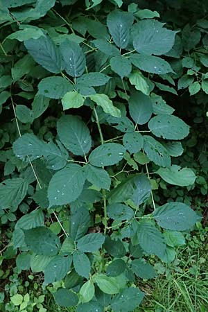 Rubus allegheniensis \ Allegheny-Brombeere, D Osnabrück 10.8.2021