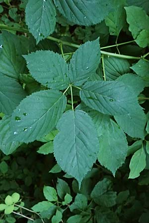 Rubus allegheniensis \ Allegheny-Brombeere / Allegheny Blackberry, D Osnabrück 10.8.2021