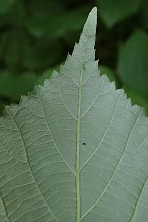 Rubus allegheniensis \ Allegheny-Brombeere / Allegheny Blackberry, D Osnabrück 10.8.2021