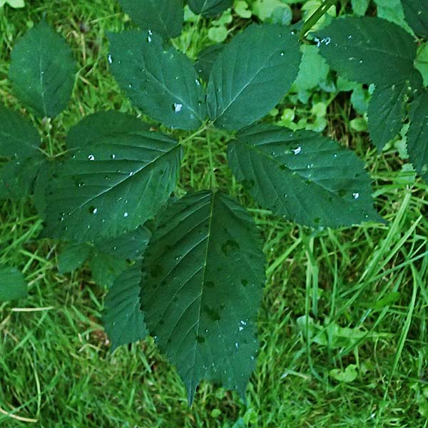 Rubus allegheniensis \ Allegheny-Brombeere, D Osnabrück 10.8.2021