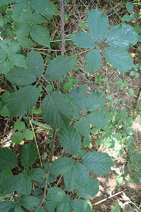 Rubus amiantinus / Asbestos-Gleaming Bramble, D Odenwald, Birkenau 21.8.2021