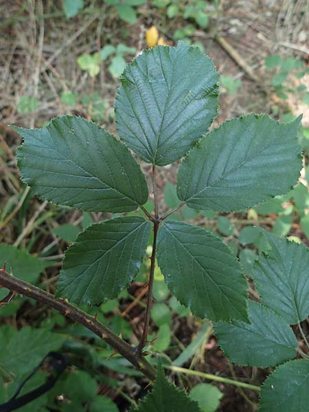 Rubus amiantinus \ Asbestschimmernde Brombeere, D Odenwald, Birkenau 21.8.2021